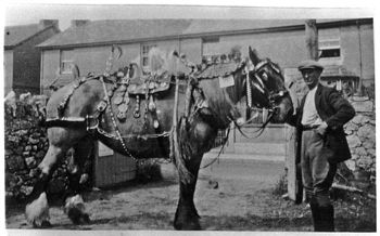 Bill Coles with his Carthorse complete with brasses and ribbons